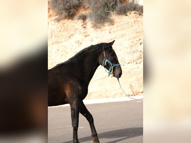 PRE Mix Stallion 2 years 15,3 hh Black in Hamburg