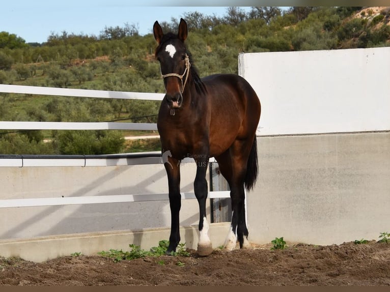 PRE Stallion 2 years 15,3 hh Brown in Provinz Sevilla