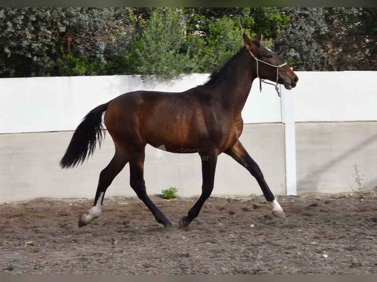 PRE Stallion 2 years 15,3 hh Brown in Provinz Sevilla