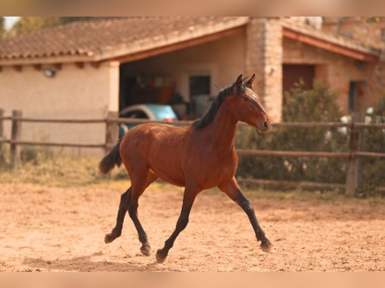 PRE Stallion 2 years 15.3 hh Brown in Felanitx