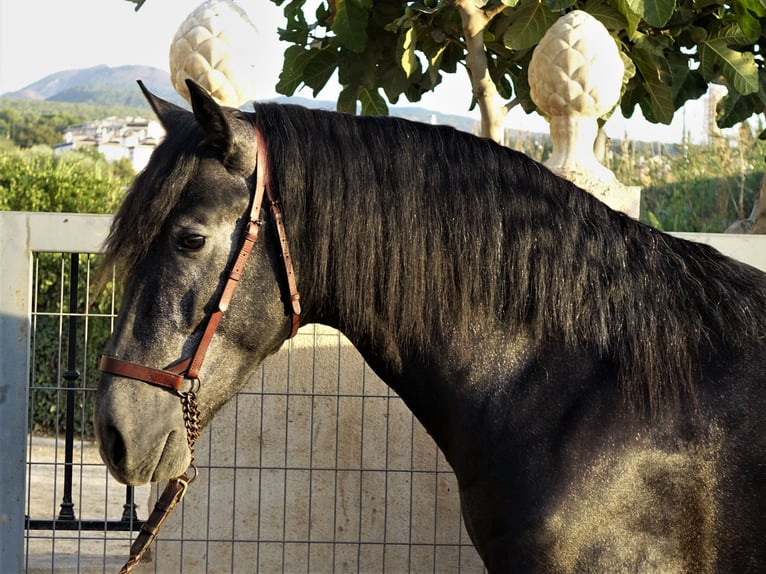 PRE Mix Stallion 2 years 15,3 hh Gray in Bobadilla-Estación, Malaga