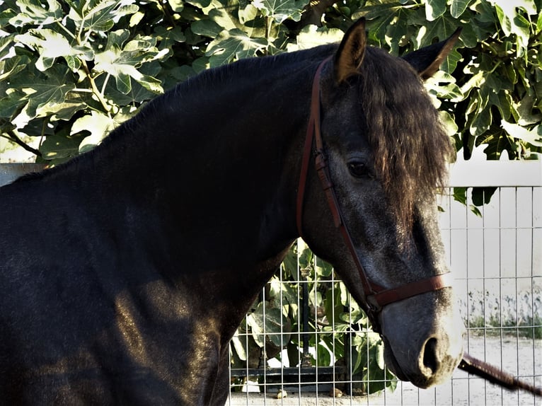 PRE Mix Stallion 2 years 15,3 hh Gray in Bobadilla-Estación, Malaga