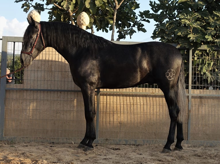 PRE Mix Stallion 2 years 15,3 hh Gray in Bobadilla-Estación, Malaga