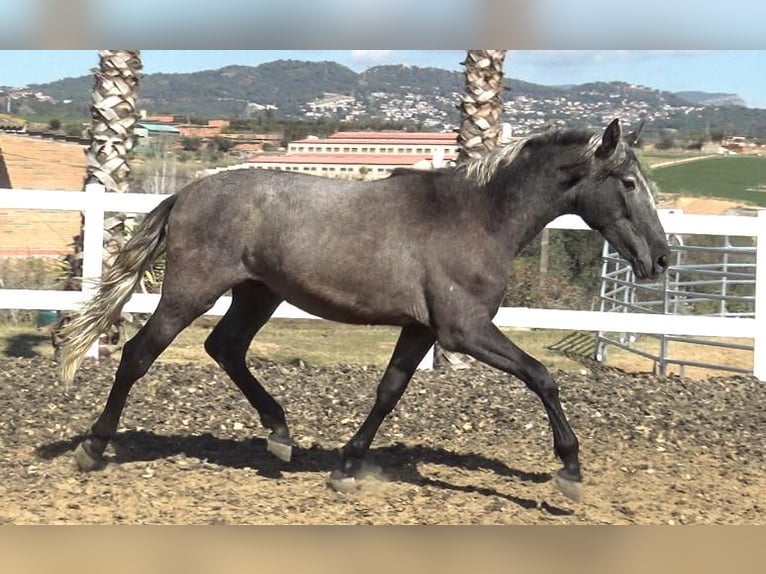 PRE Mix Stallion 2 years 15,3 hh Gray in Barcelona
