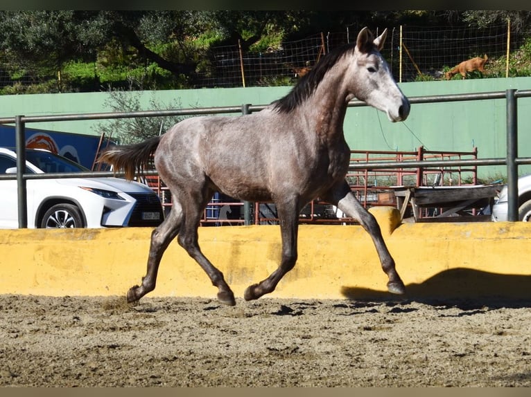 PRE Stallion 2 years 15.3 hh Grey in Provinz Malaga