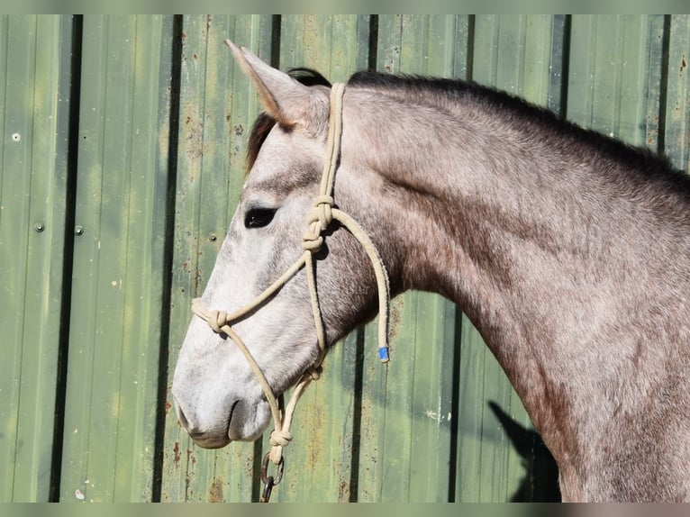 PRE Stallion 2 years 15.3 hh Grey in Provinz Malaga