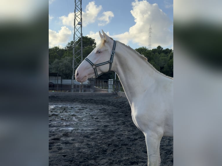 PRE Mix Stallion 2 years 15.3 hh Perlino in Gava