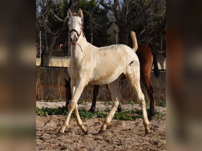 PRE Stallion 2 years 15,3 hh Perlino in Mallorca