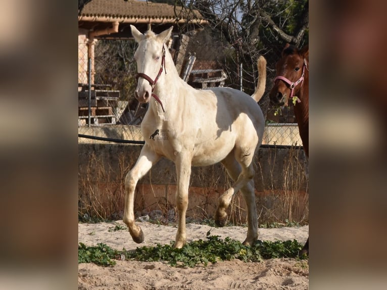 PRE Stallion 2 years 15,3 hh Perlino in Mallorca