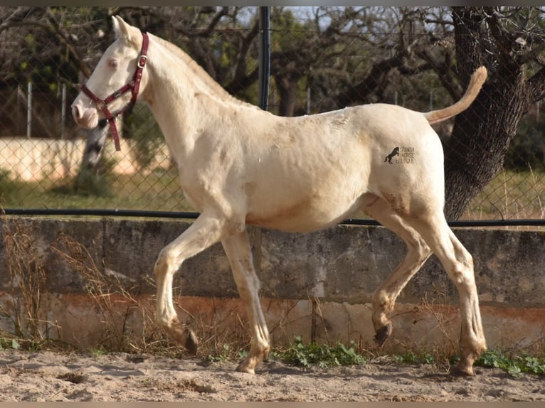 PRE Stallion 2 years 15,3 hh Perlino in Mallorca