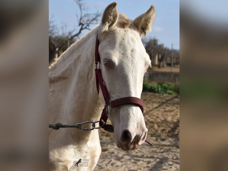 PRE Stallion 2 years 15,3 hh Perlino in Mallorca