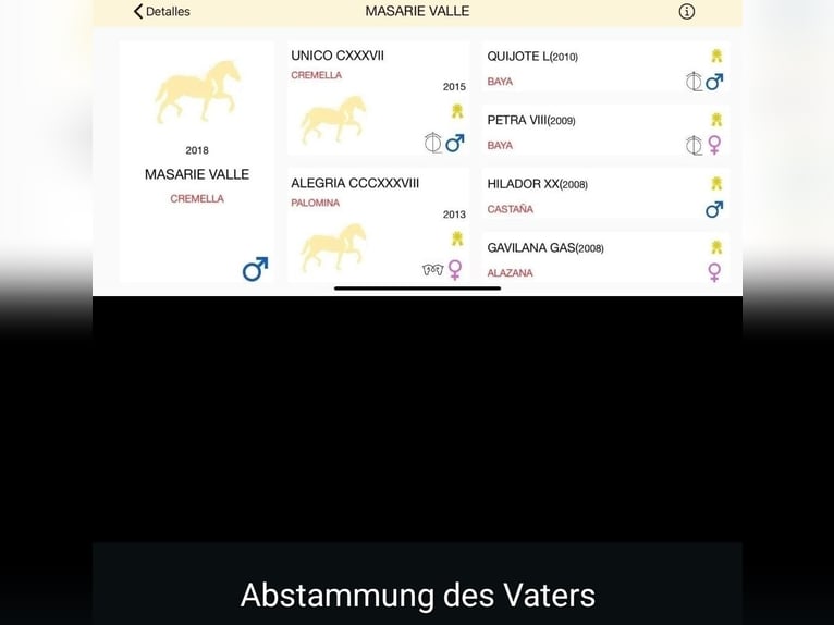 PRE Mix Stallion 2 years 15 hh Black in Edling
