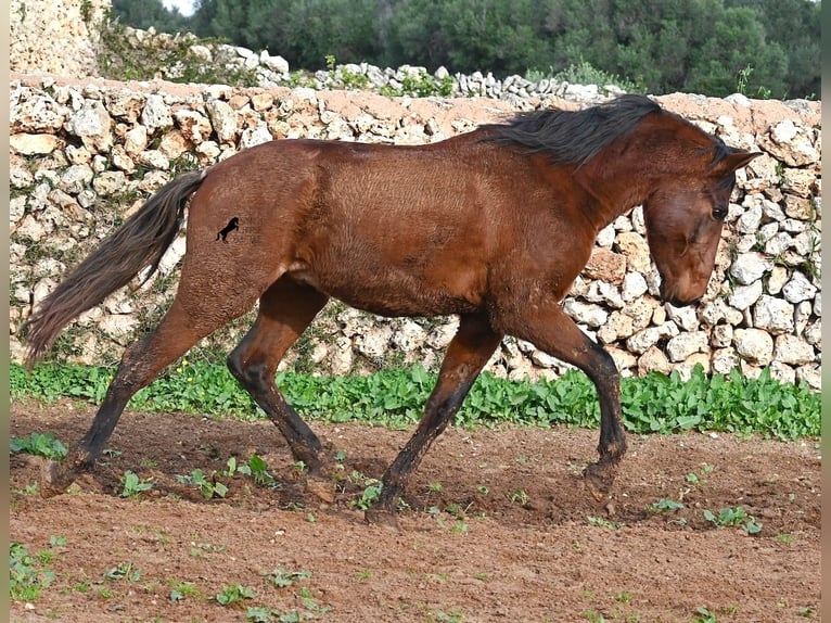 PRE Mix Stallion 2 years 15 hh Brown in Menorca