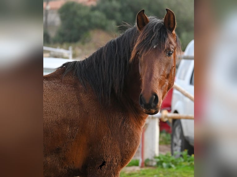 PRE Mix Stallion 2 years 15 hh Brown in Menorca