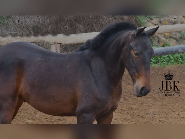 PRE Stallion 2 years 15 hh Brown in Tabernas Almeria