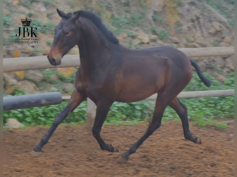 PRE Stallion 2 years 15 hh Brown in Tabernas Almeria