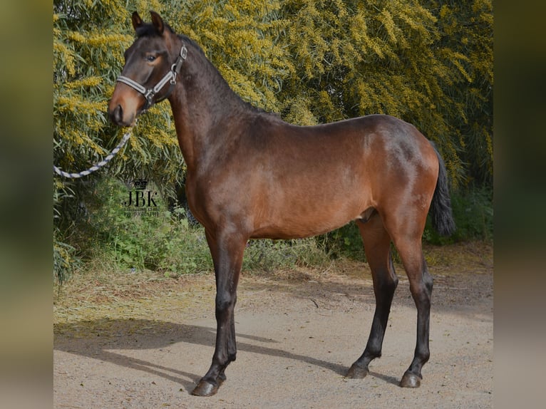 PRE Stallion 2 years 15 hh Brown in Tabernas