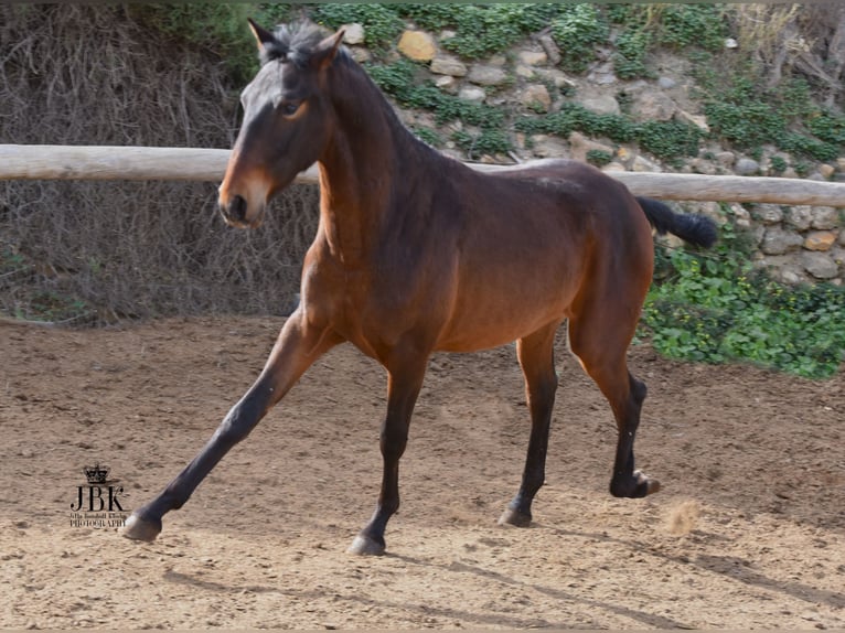 PRE Stallion 2 years 15 hh Brown in Tabernas