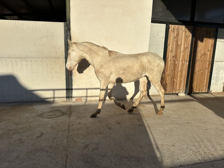 PRE Stallion 2 years 15 hh Cremello in Valderrubio