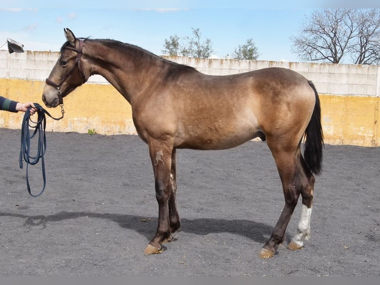 PRE Stallion 2 years 15 hh Dun in Provinz Granada