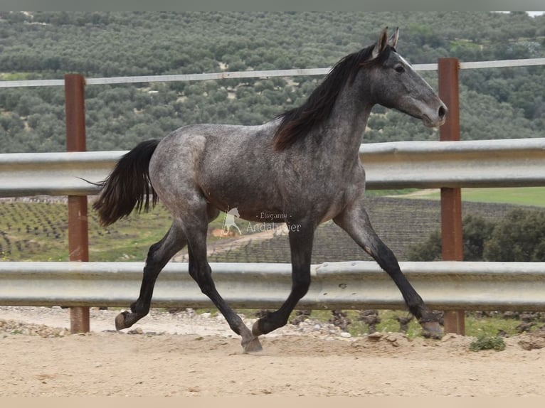 PRE Stallion 2 years 15 hh Grey in Provinz Cordoba