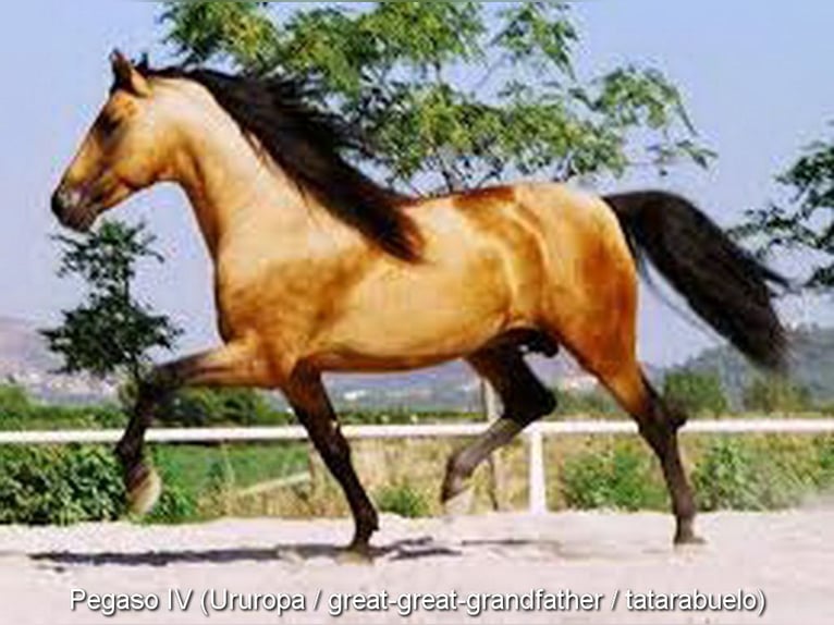 PRE Stallion 2 years 15 hh Pearl in Provinz Malaga