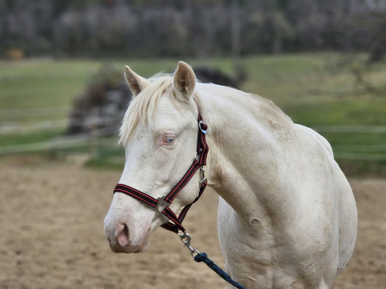 PRE Mix Stallion 2 years 15 hh Perlino in Visz