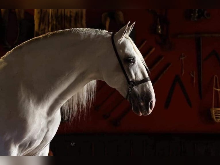 PRE Mix Stallion 2 years 15,1 hh Black in Edling PRE Mix Stallion 2 years 15,1 hh Black in Edling