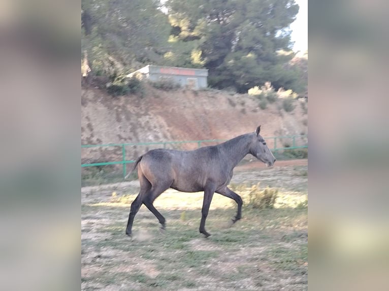 PRE Mix Stallion 2 years 15,1 hh Grey in Barcelona