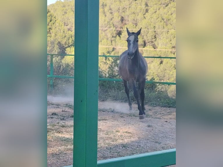 PRE Mix Stallion 2 years 15,1 hh Grey in Barcelona
