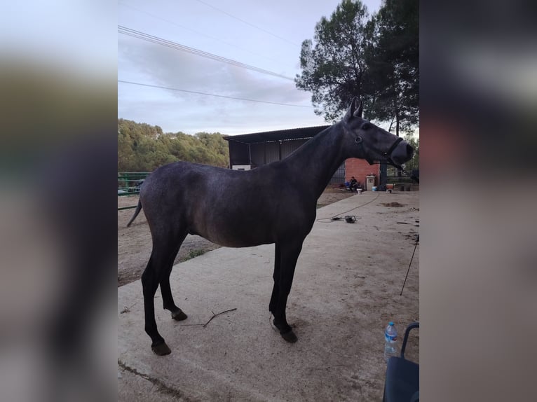 PRE Mix Stallion 2 years 15,1 hh Grey in Barcelona