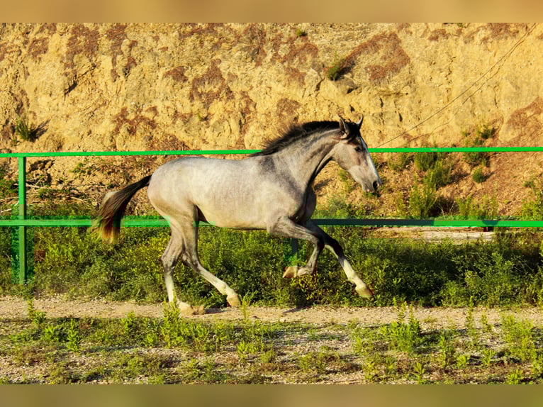 PRE Mix Stallion 2 years 15,1 hh Grey in Terrassa