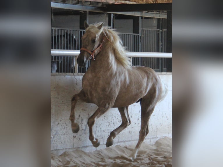 PRE Mix Stallion 2 years 15,1 hh Palomino in Vejer de la Frontera