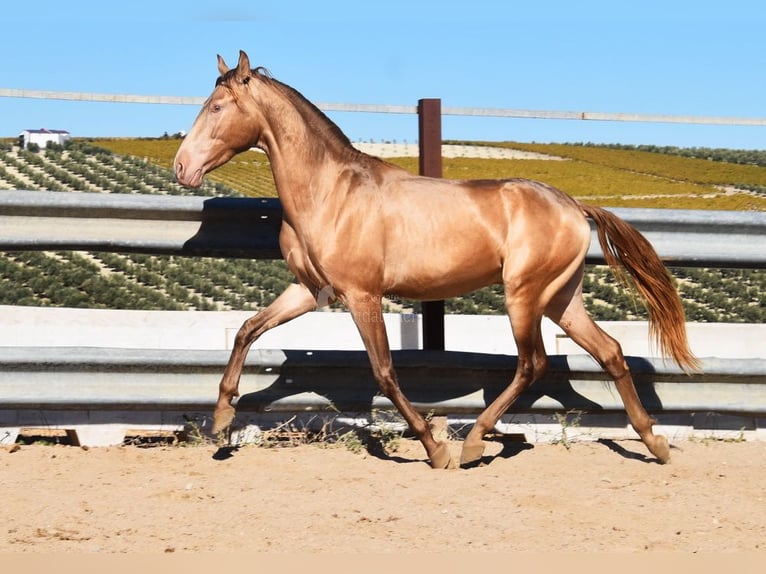 PRE Stallion 2 years 15,1 hh Pearl in Provinz Cordoba