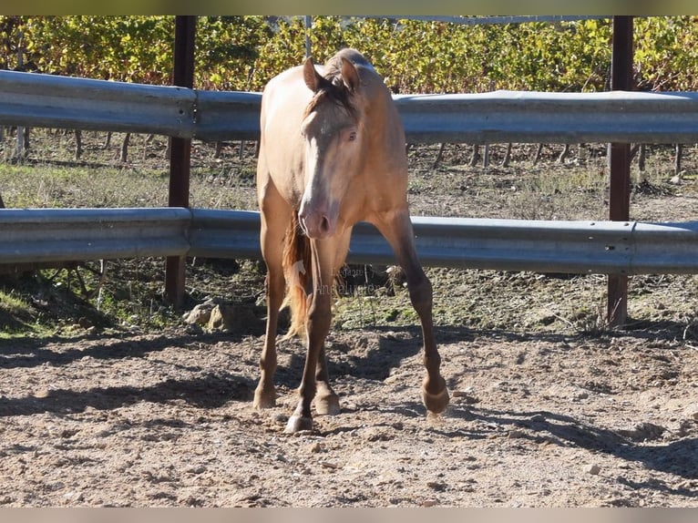 PRE Stallion 2 years 15,1 hh Pearl in Provinz Cordoba