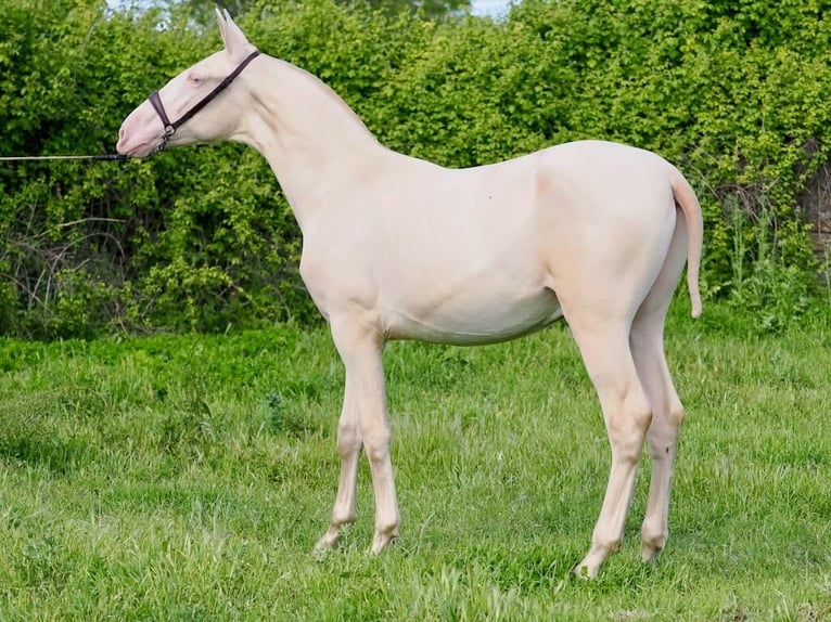 PRE Mix Stallion 2 years 15,1 hh Perlino in Navas Del Madroño