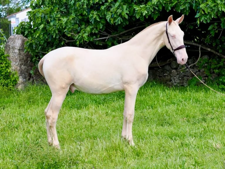 PRE Mix Stallion 2 years 15,1 hh Perlino in Navas Del Madroño