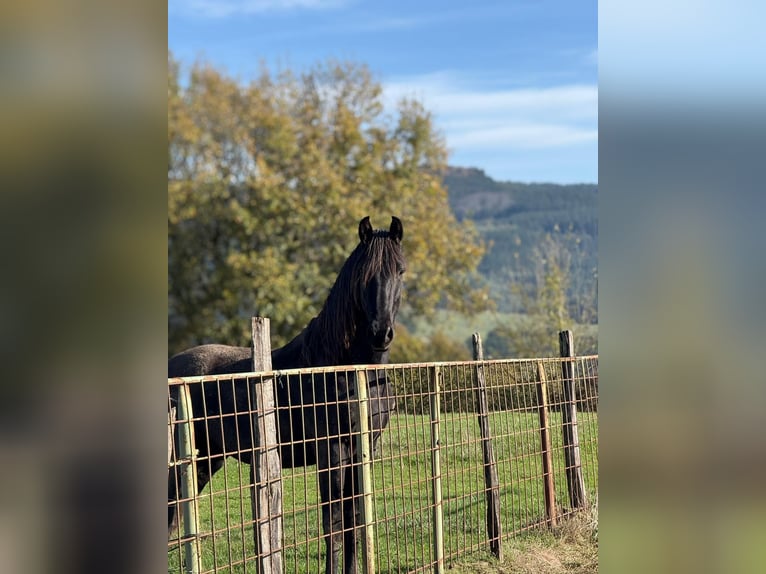 PRE Stallion 2 years 15,2 hh Black in Bilbao