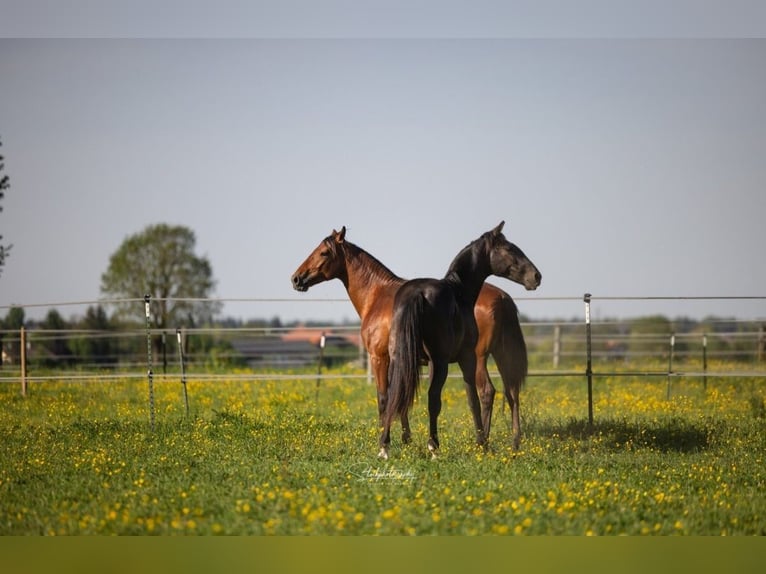 PRE Mix Stallion 2 years 15,2 hh Black in Edling