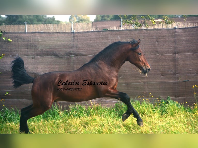 PRE Mix Stallion 2 years 15,2 hh Brown in vejer de la frontera