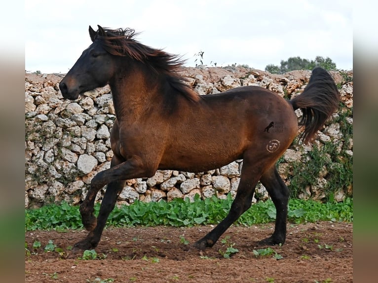 PRE Mix Stallion 2 years 15,2 hh Brown in Menorca