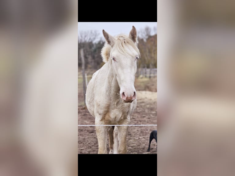 PRE Mix Stallion 2 years 15,2 hh Cremello in Thyrow