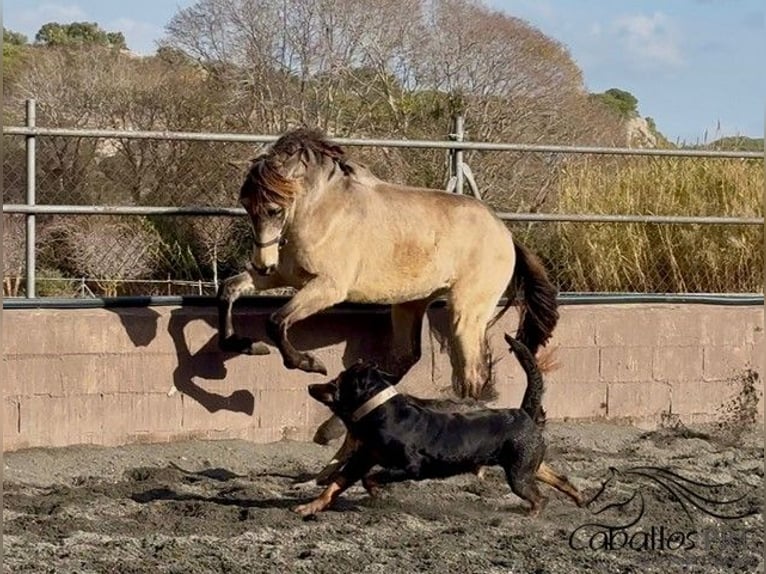 PRE Stallion 2 years 15,2 hh in Barcelona