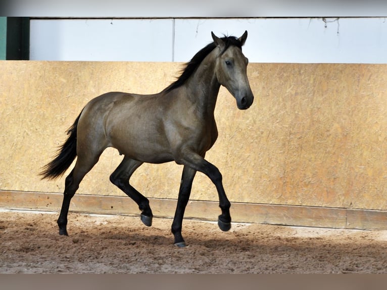 PRE Mix Stallion 2 years 15,2 hh Dun in Waldhölzbach
