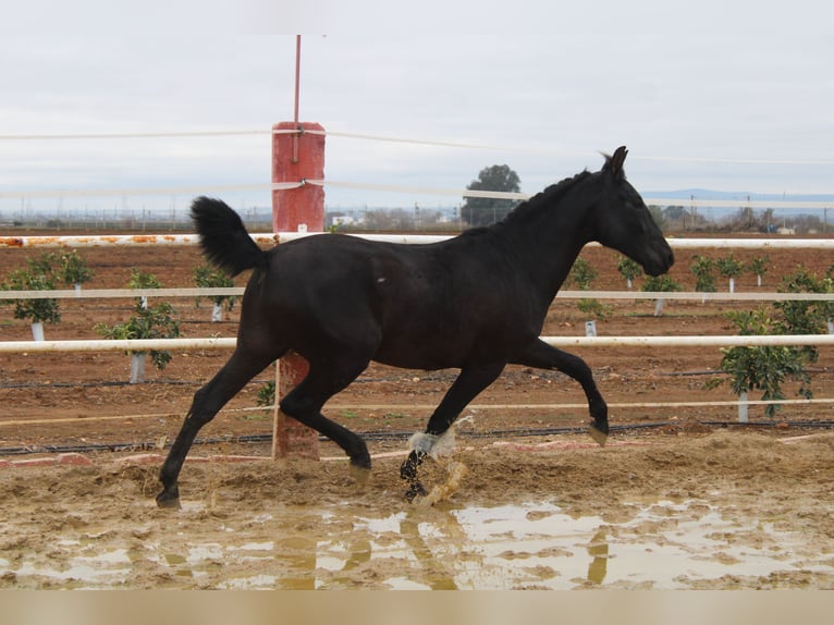 PRE Stallion 2 years 15,2 hh in Los Rosales
