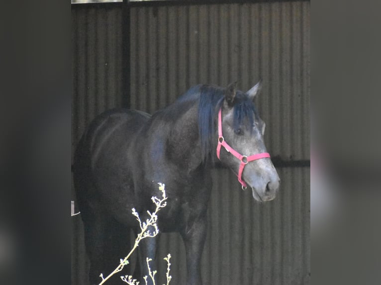 PRE Mix Stallion 2 years 15,2 hh Gray-Dapple in Sevilla