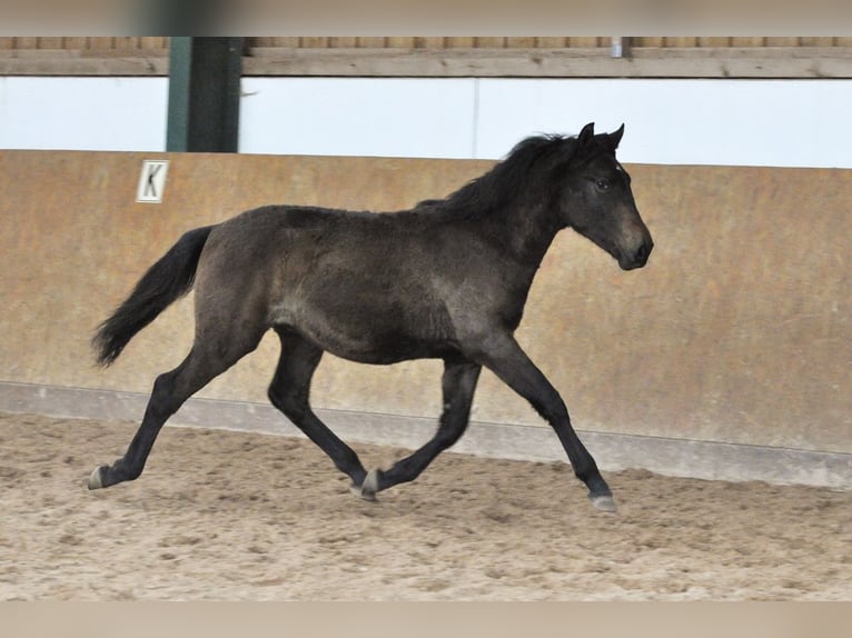 PRE Stallion 2 years 15,2 hh Gray in Waldhölzbach