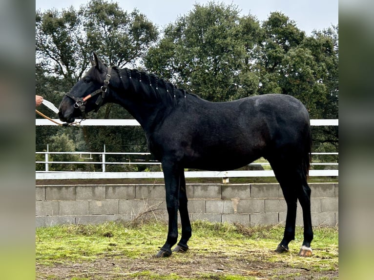 PRE Mix Stallion 2 years 15,2 hh Grey in Talavera De La Reina