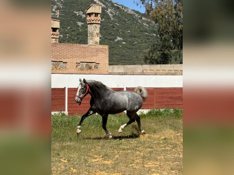 PRE Stallion 2 years 15,2 hh Grey in El Robledo