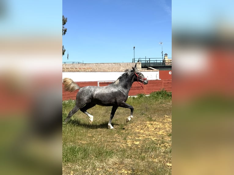 PRE Stallion 2 years 15,2 hh Grey in El Robledo